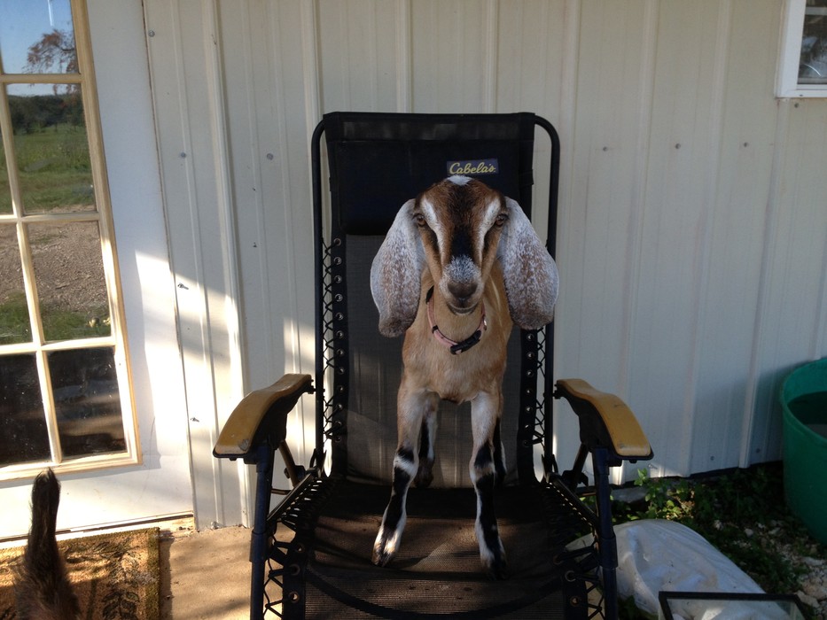 dexter cattle nubian goats for sale central texas dexter cattle for